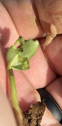 Image 2. Slug feeding in no-till soybeans. (Source: Growmark) Image 2. Slug feeding in no-till soybeans. (Source: Growmark)